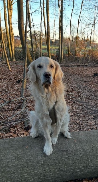 Ein Golden Retriever sitzt auf einem umgefallenen Baumstamm in einem Wald mit kahlen Bäumen und trockenen Blättern auf dem Boden und schaut ruhig in die Kamera.