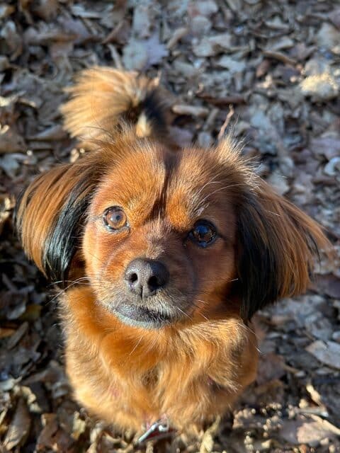Kleiner brauner Hund mit schwarz gespitzten Ohren blickt in die Kamera, während er auf einem mit trockenen Blättern bedeckten Boden im hellen Sonnenlicht sitzt.