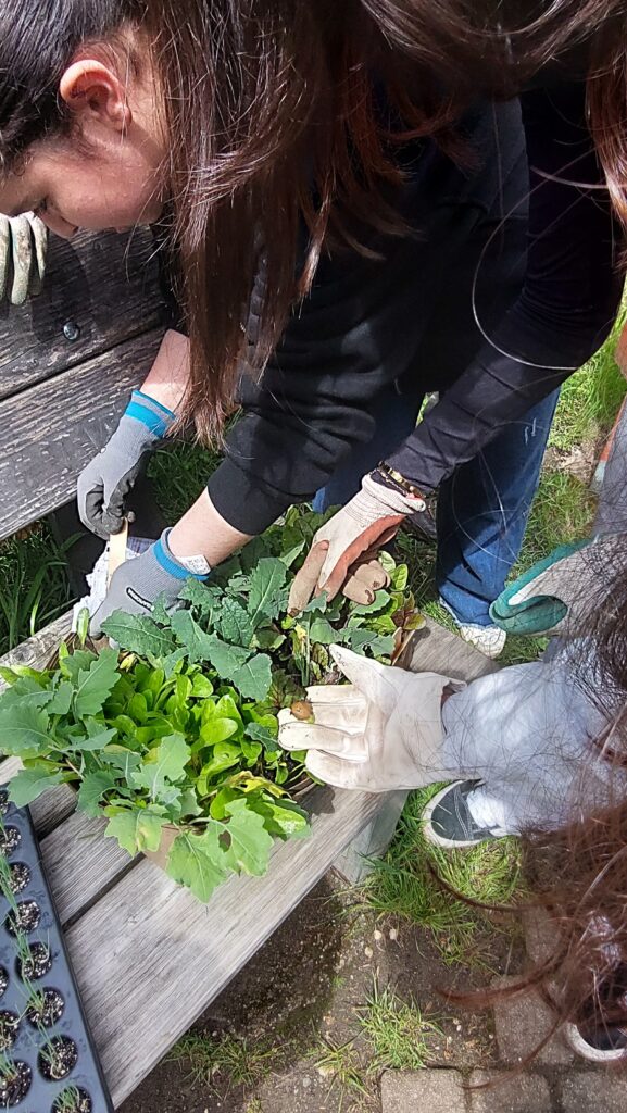 Mehrere Personen, die Gartenhandschuhe tragen, pflanzen oder pflegen Grünpflanzen auf einer Holzfläche im Freien.