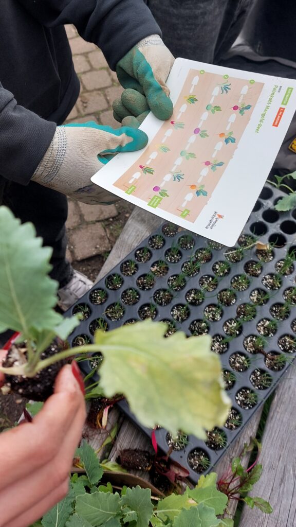 Eine Person mit Gartenhandschuhen hält eine Pflanzhilfe über einen Saatkasten, während eine andere Person eine kleine Pflanze zum Einpflanzen bereithält.