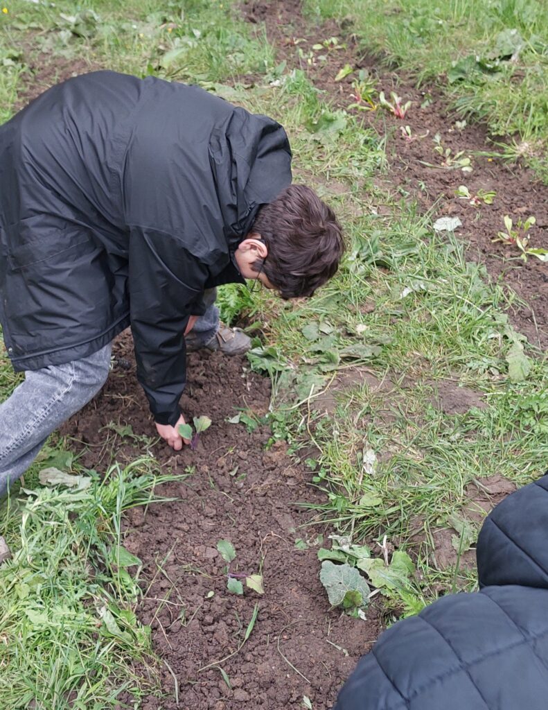 Eine Person in einem schwarzen Mantel bückt sich, um eine kleine Pflanze in einem Garten mit grünem Gras und Erdflecken zu pflanzen oder zu pflegen.