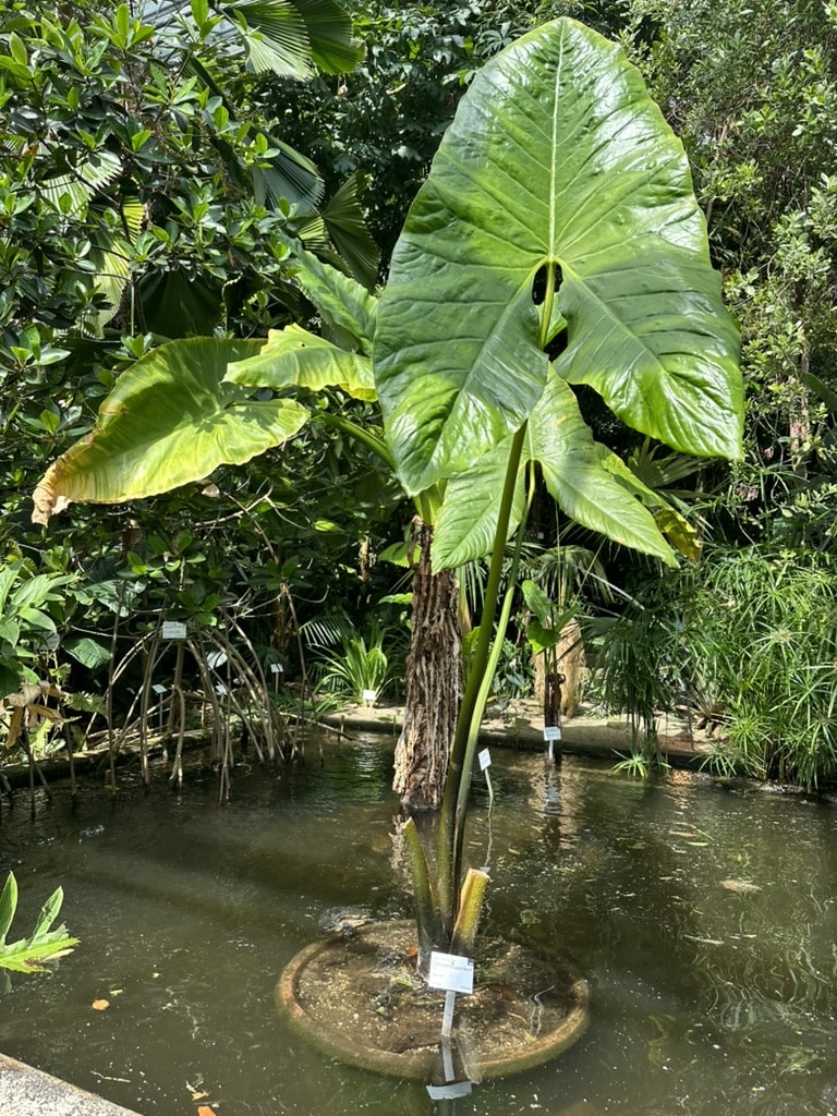 Eine große grünblättrige Pflanze wächst auf einer kleinen kreisförmigen Insel in der Mitte eines Teiches, umgeben von dichtem tropischen Laub und durchdringendem Sonnenlicht.